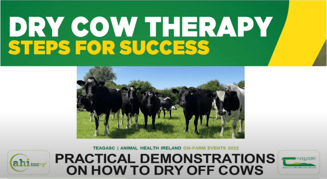 Dry Cow Therapy - Steps for Success, Video 4